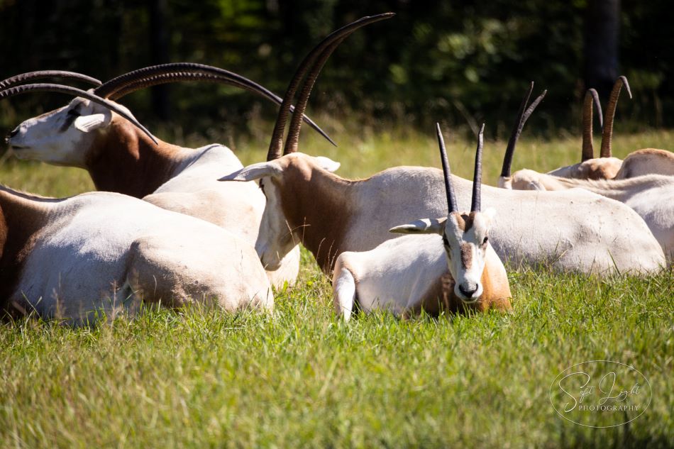 safari zoo wisconsin