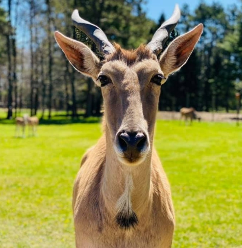wildwoodzoo