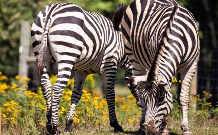 zebra